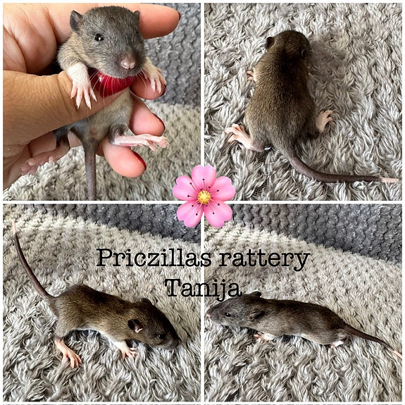 Product image 3 of 10