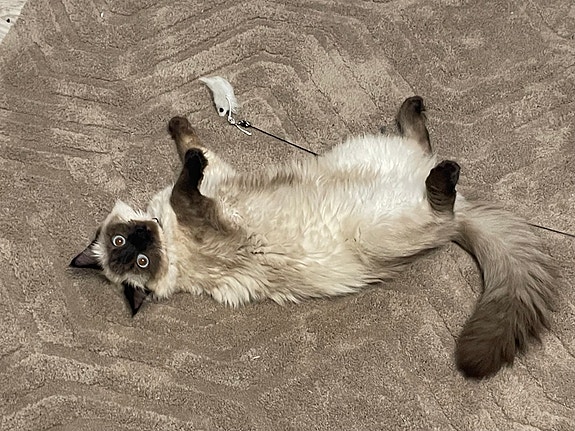 Product image 2 of 9