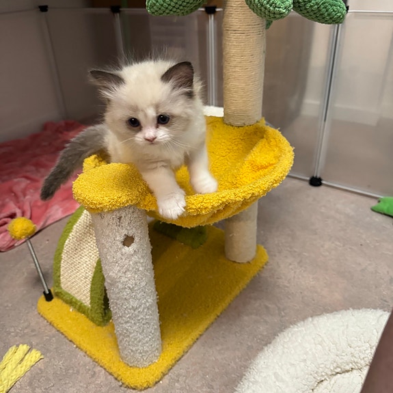 Product image 5 of 8