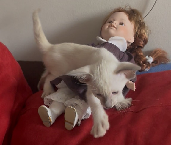 Product image 4 of 10