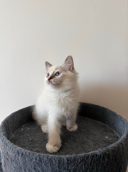 Product image 7 of 10