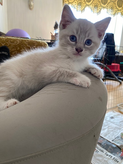 Product image 6 of 7