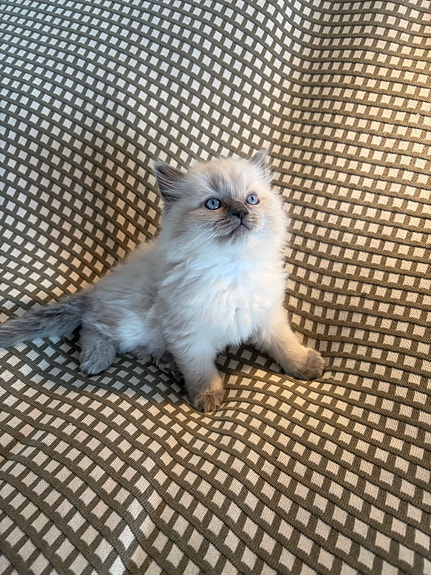 Product image 5 of 7