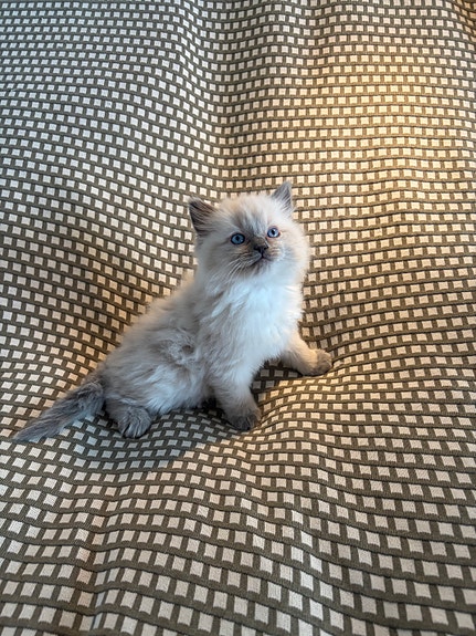 Product image 4 of 7