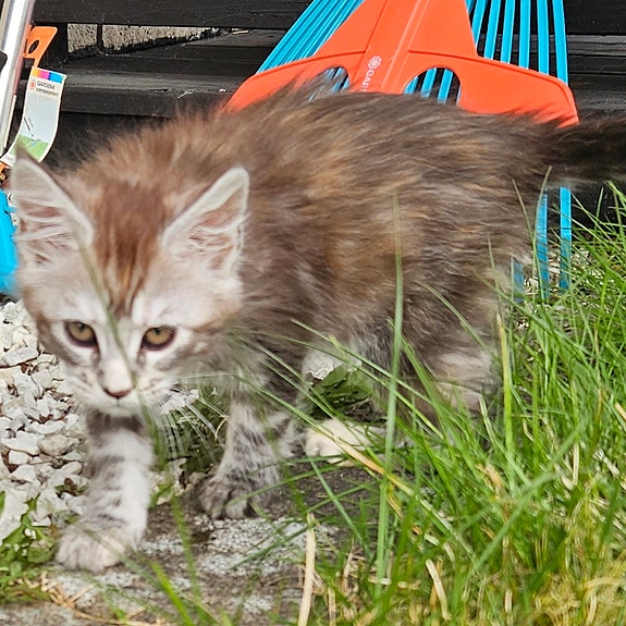 Product image 2 of 7