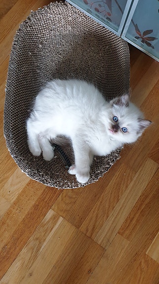 Product image 5 of 7