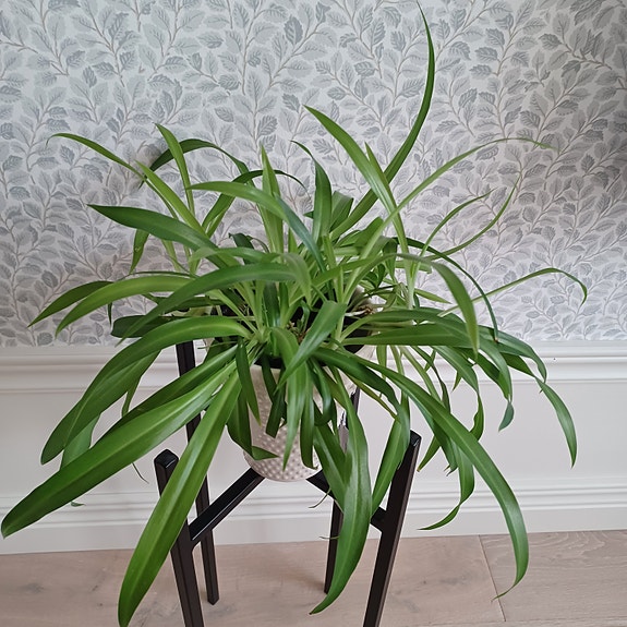 Product image 11 of 15