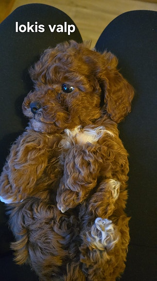 Product image 4 of 9