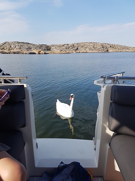 Marex 290 Suncruiser - HÖST PRIS 6 of 13