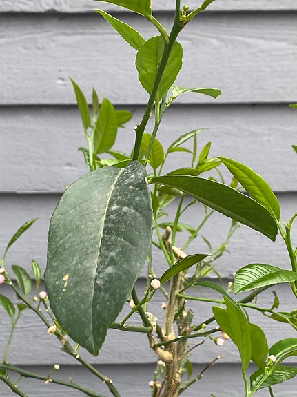 Product image 12 of 16
