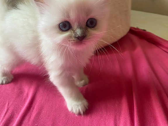 Product image 2 of 8