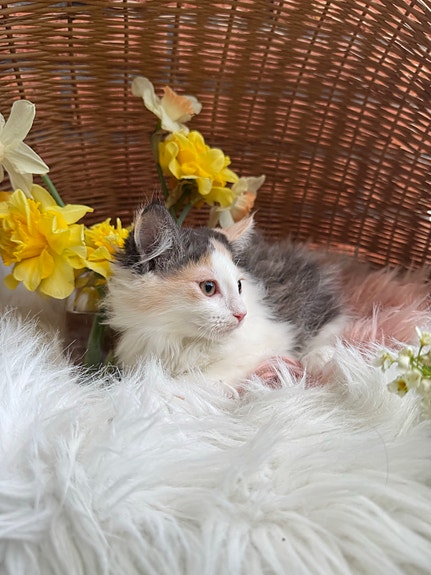 Product image 12 of 12