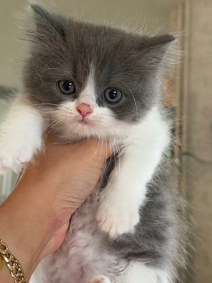 Product image 15 of 15