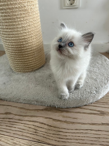 Product image 5 of 8