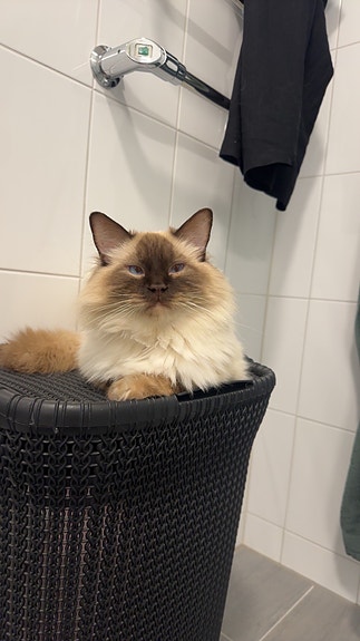 Product image 6 of 11