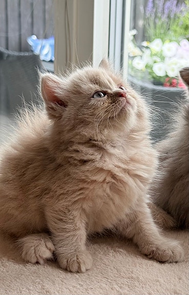 Product image 2 of 15