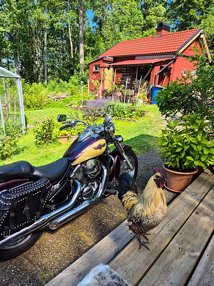 Kawasaki Vulcan 800 6 of 7