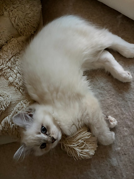 Product image 6 of 9