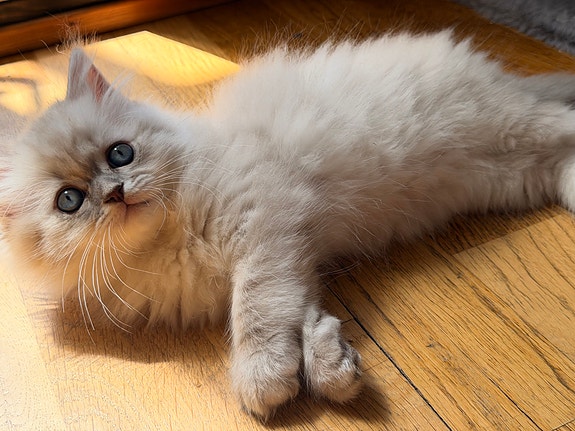 Product image 8 of 10