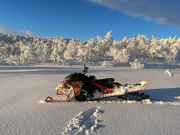 Lynx 6 of 8