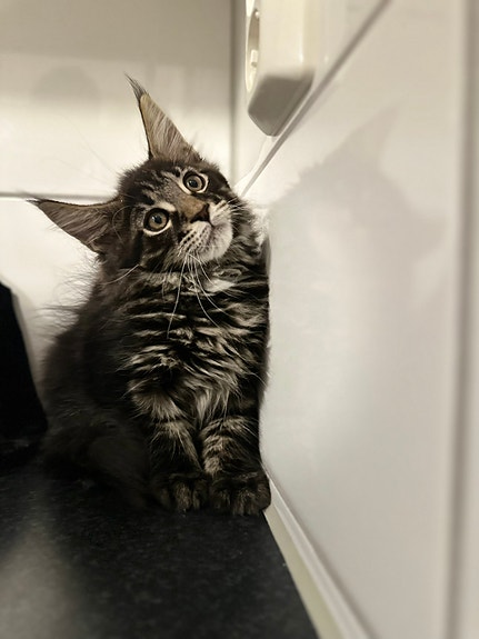 Product image 7 of 9