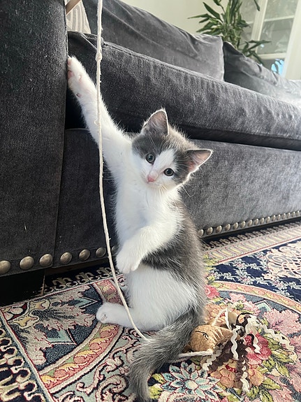 Product image 4 of 9