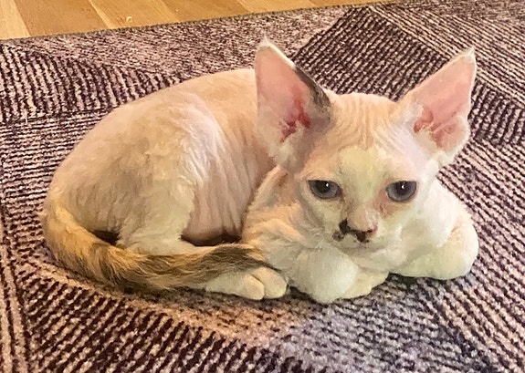 Product image 3 of 8