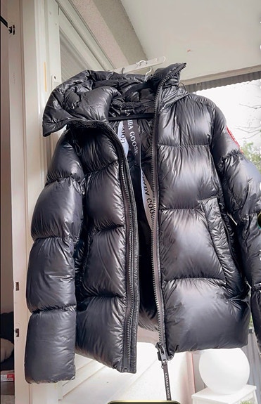 Canada goose
