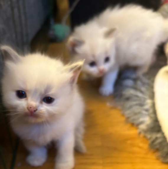 Product image 1 of 7