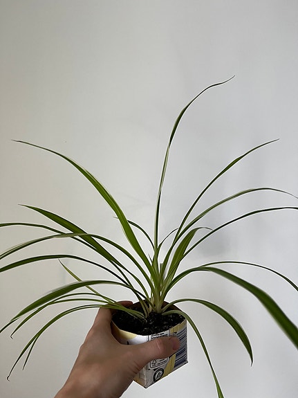 Product image 1 of 9