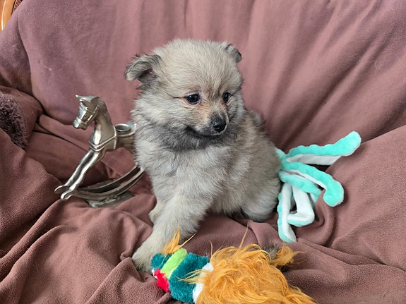 Product image 3 of 8