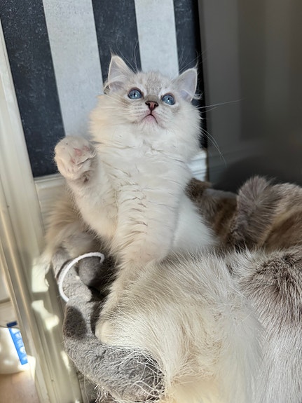 Product image 1 of 5