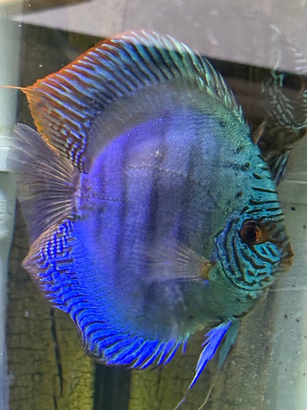 Diskus fisk
