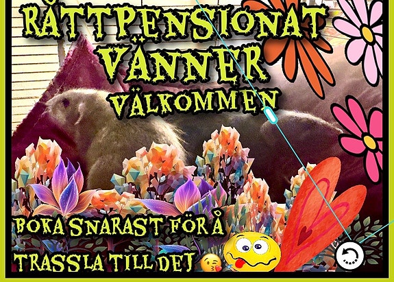 – omvårdnad av råtta, kanin