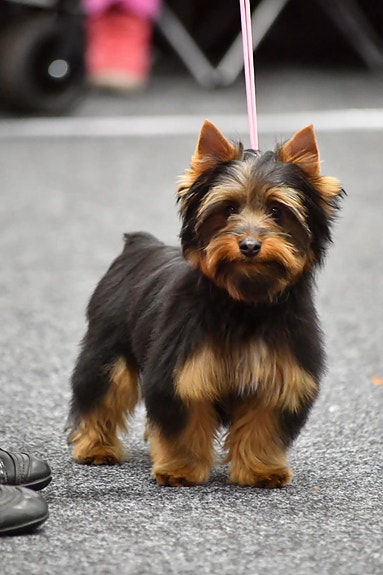 Silky terrier valp
