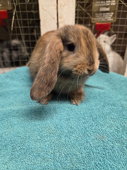 Product image 1 of 4