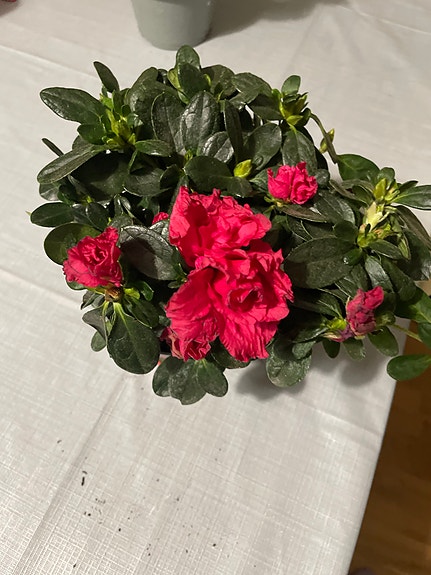 Product image 1 of 6