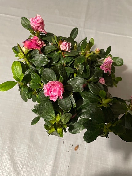 Product image 1 of 4