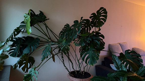 Jätte stor monstera krukväxt grön