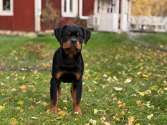 Rottweiler - hanvalp