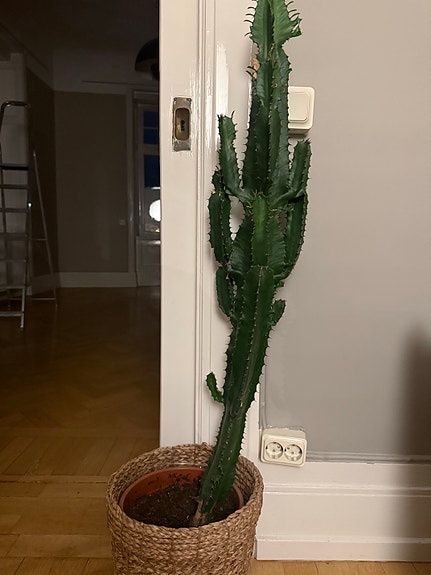 Stor kaktus i kruka